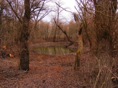 Algyői Tisza