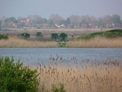 Algyői Tisza