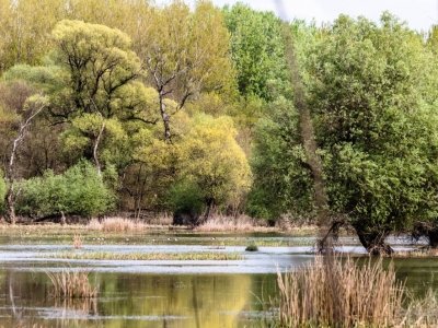Algyői Tisza